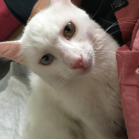Van Kedisi, Kedi  Mecnun fotoğrafı