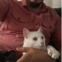 Van Kedisi, Kedi  Mecnun fotoğrafı