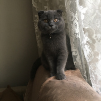 Scottish Fold, Kedi  Scotişş fotoğrafı