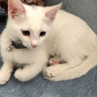 Van Kedisi, Kedi  Bulut benek fotoğrafı