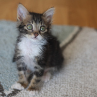 Tekir Kedi, Kedi  Kibar Fındık fotoğrafı