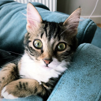 Tekir Kedi, Kedi  Kibar Fındık fotoğrafı