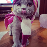 Scottish Fold, Kedi  Gofret fotoğrafı