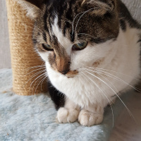 Tekir Kedi, Kedi  Leydi fotoğrafı