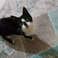 Tekir Kedi, Kedi  Leydi fotoğrafı