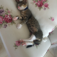 Tekir Kedi, Kedi  çorap fotoğrafı