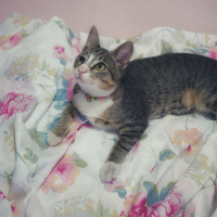 Tekir Kedi, Kedi  çorap fotoğrafı