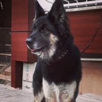 Alman Çoban Köpeği, Köpek  haydut fotoğrafı