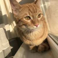 Tekir Kedi, Kedi  Tarçın fotoğrafı
