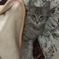 Tekir Kedi, Kedi  Venüs fotoğrafı