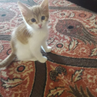 Sarman, Kedi  İsimleri yok fotoğrafı