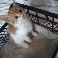 Sarman, Kedi  İsimleri yok fotoğrafı