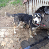 Sibirya Kurdu (Husky), Köpek  İncir fotoğrafı