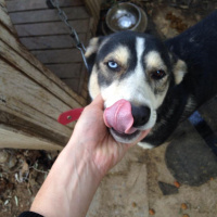 Sibirya Kurdu (Husky), Köpek  İncir fotoğrafı