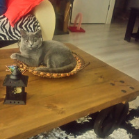 British Shorthair, Kedi  Bella fotoğrafı