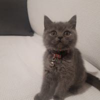 British Shorthair, Kedi  Leo fotoğrafı
