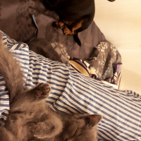 British Shorthair, Kedi  Leo fotoğrafı