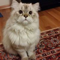 Himalayan, Kedi  Kaymak fotoğrafı