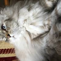 Himalayan, Kedi  Kaymak fotoğrafı