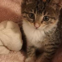 Tekir Kedi, Kedi  fıstık fotoğrafı