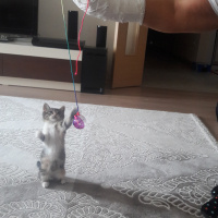 Tekir Kedi, Kedi  fıstık fotoğrafı