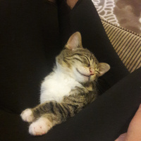Tekir Kedi, Kedi  fıstık fotoğrafı