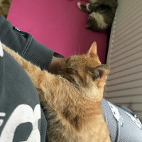 Tekir Kedi, Kedi  Domdom fotoğrafı