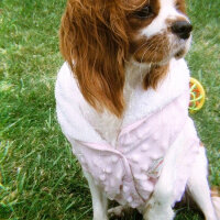 Cavalier King Charles Spanieli, Köpek  Luna fotoğrafı