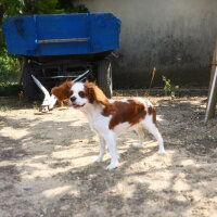 Cavalier King Charles Spanieli, Köpek  Luna fotoğrafı