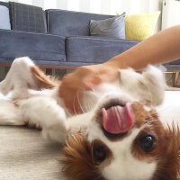 Cavalier King Charles Spanieli, Köpek  Luna fotoğrafı