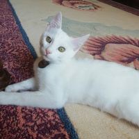 Van Kedisi, Kedi  Pamuk fotoğrafı
