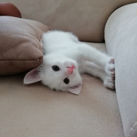 Van Kedisi, Kedi  Pamuk fotoğrafı