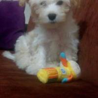 Maltese, Köpek  Oscar fotoğrafı