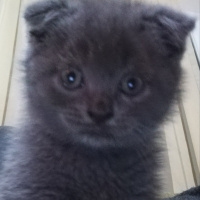 Scottish Fold, Kedi  Aslan fotoğrafı