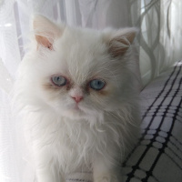 İran Kedisi (Persian), Kedi  Lila fotoğrafı