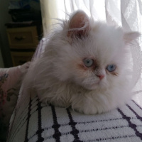 İran Kedisi (Persian), Kedi  Lila fotoğrafı