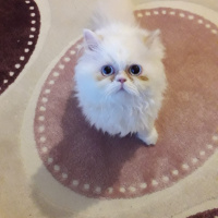 İran Kedisi (Persian), Kedi  Lila fotoğrafı