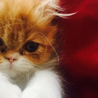 İran Kedisi (Persian), Kedi  Poco fotoğrafı