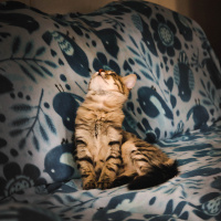 Norwegian Forest, Kedi  Yaman fotoğrafı