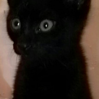 Bombay, Kedi  Böcük fotoğrafı