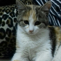 Van Kedisi, Kedi  Fındık fotoğrafı