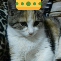 Van Kedisi, Kedi  Fındık fotoğrafı