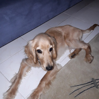 Amerikan Cocker Spaniel, Köpek  Tarcin fotoğrafı