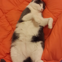 Tekir Kedi, Kedi  Mudu fotoğrafı