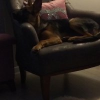 Alman Çoban Köpeği, Köpek  Ares fotoğrafı