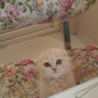 Scottish Fold, Kedi  Holy fotoğrafı