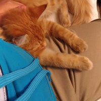 Sarman, Kedi  Şevket fotoğrafı