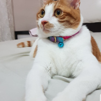 Tekir Kedi, Kedi  Şans fotoğrafı