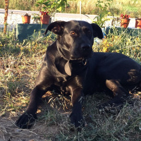 Cane Corso Italiano, Köpek  Cane fotoğrafı