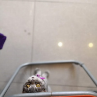 British Shorthair, Kedi  Balım fotoğrafı